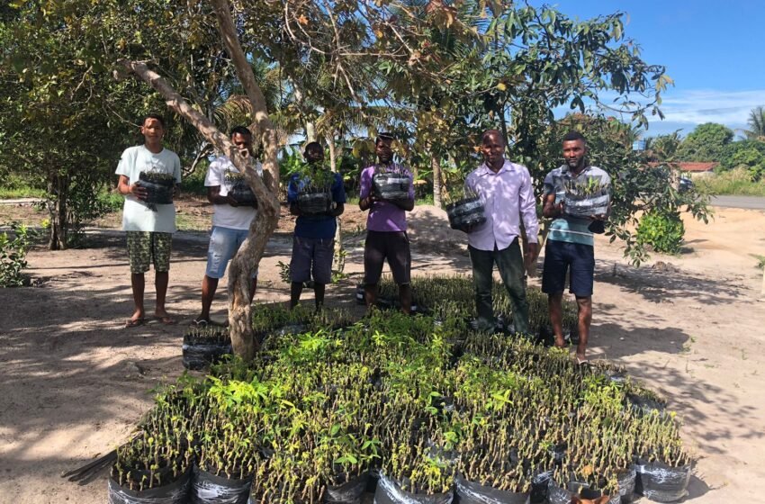  10 mil mudas de mandioca para a Agricultura Familiar de Alcobaça